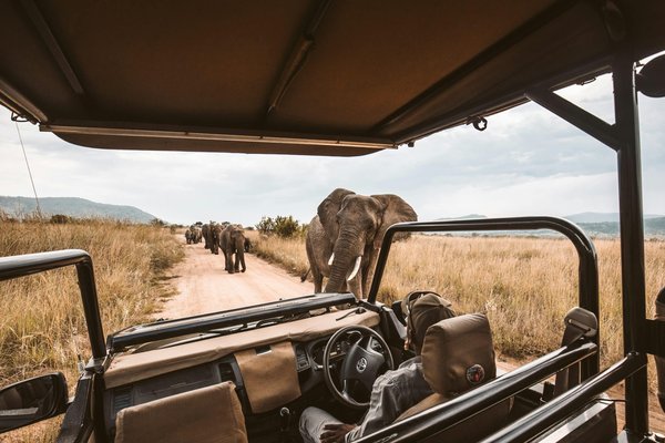 Safari photo en Afrique : Guide ultime pour observer les animaux sauvages